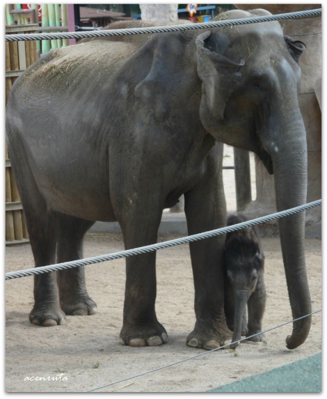 zoo_elefante