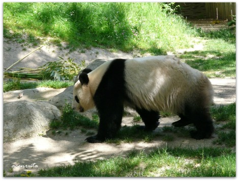 zoo_panda