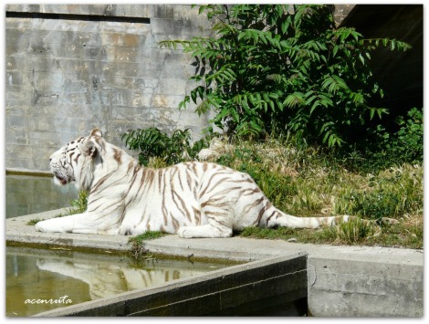 zoo_tigredebengala